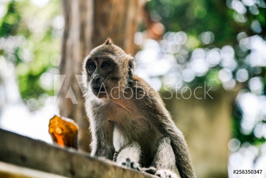 Picture of Monkey at Railay Beach near Krabi Thailand 